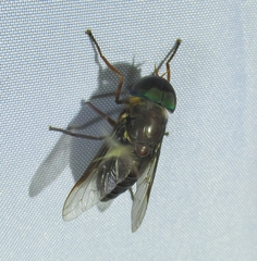 Tabanus americanus