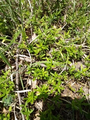 Polygaloides chamaebuxus