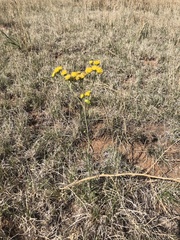 Hymenopappus flavescens