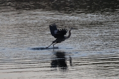 Ardea herodias