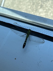 Coryphaeschna ingens