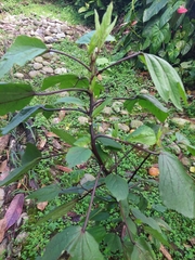 Hibiscus sabdariffa