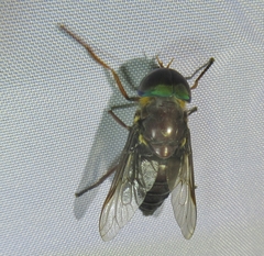 Tabanus americanus