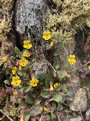 Erythranthe alsinoides