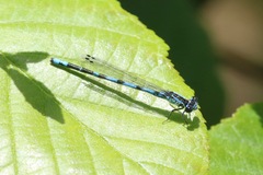 Enallagma laterale