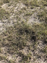 Bouteloua dactyloides