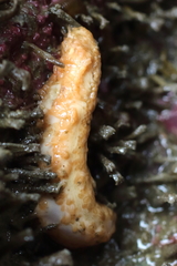 Eupentacta pseudoquinquesemita