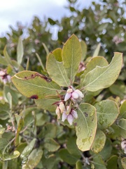 Arctostaphylos columbiana