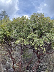 Arctostaphylos columbiana