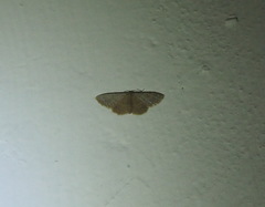 Scopula minorata