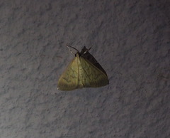 Pagyda lustralis