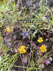 Erythranthe alsinoides