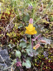 Erythranthe alsinoides