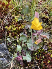 Erythranthe alsinoides