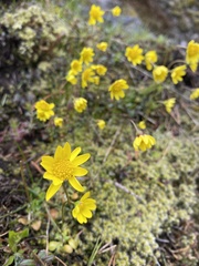 Crocidium multicaule