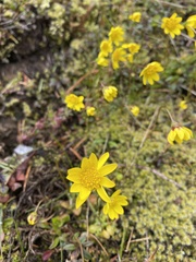 Crocidium multicaule