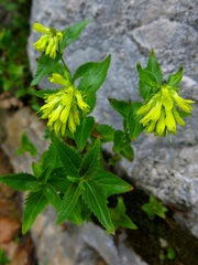 Paederota lutea