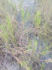 Stillingia sylvatica tenuis