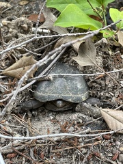 Kinosternon subrubrum