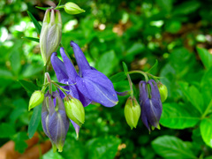 Aquilegia nigricans
