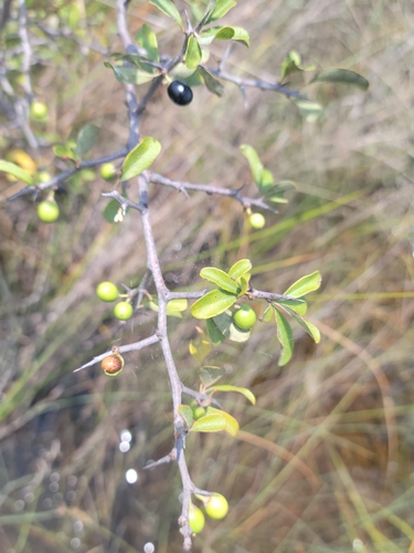 Image of Sideroxylon reclinatum by (c) Jay Horn, some rights reserved (CC BY)