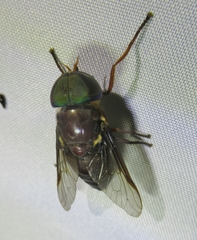 Tabanus americanus