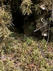 Clethrionomys gapperi