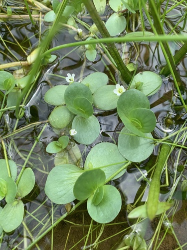 Bacopa rotundifolia iNat (2)