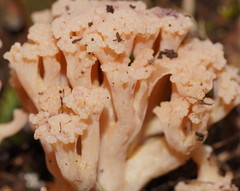 Ramaria capitata capitata