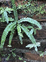 Asplenium ulbrichtii