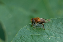 Palpada ruficeps