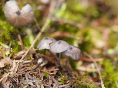 Entoloma transmutans