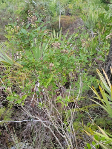 Image of Koanophyllon villosum by (c) Jay Horn, some rights reserved (CC BY)