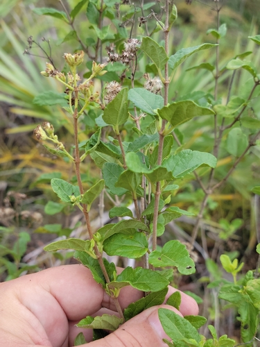 Image of Koanophyllon villosum by (c) Jay Horn, some rights reserved (CC BY)