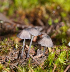 Entoloma transmutans
