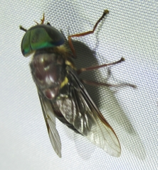 Tabanus americanus