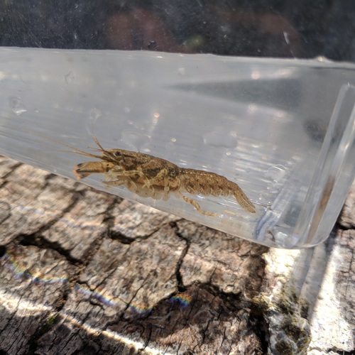 Faxonius neglectus