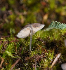 Entoloma transmutans