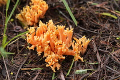 Ramaria anziana