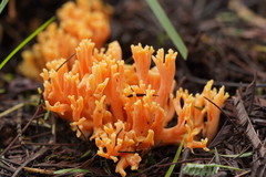 Ramaria anziana