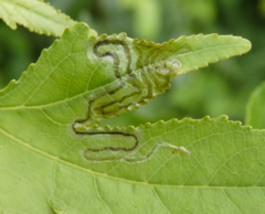 Phyllocnistis liquidambarisella