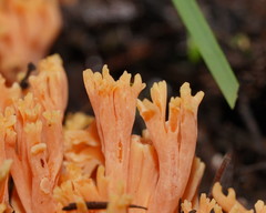 Ramaria anziana