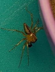 Oxyopes salticus