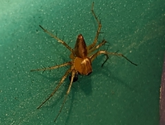 Oxyopes salticus