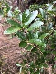 Berberis laurina
