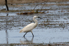 Egretta garzetta dimorpha