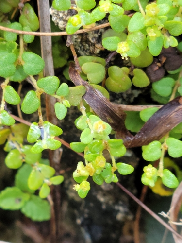 Image of Euphorbia deltoidea by (c) Jay Horn, some rights reserved (CC BY)