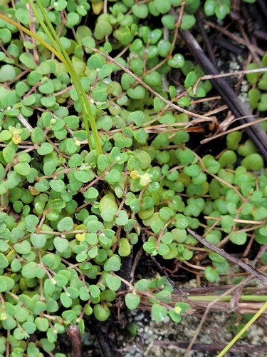 Image of Euphorbia deltoidea by (c) Jay Horn, some rights reserved (CC BY)