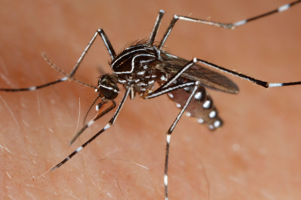 Striped Mosquito