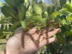 Passiflora caerulea